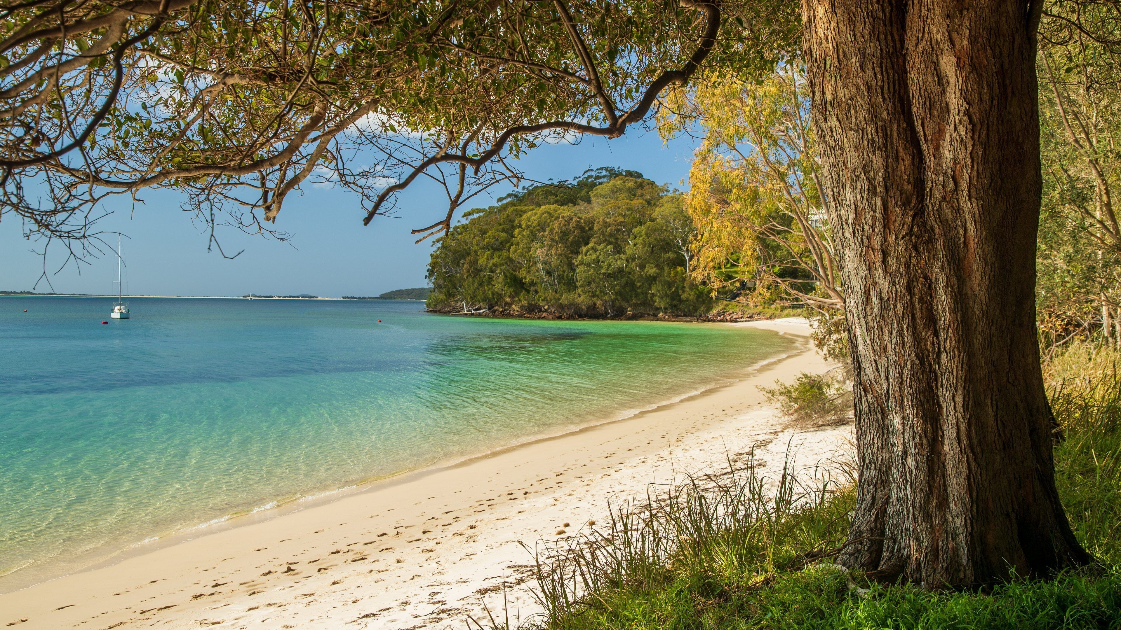 A beach with clear turquoise water, a sandy shore, and a large tree on the right.