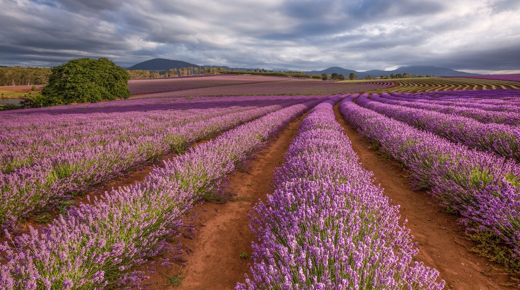 One of the most beautiful sights in Tasmania during December and January is Bridestowe Lavender Estate.