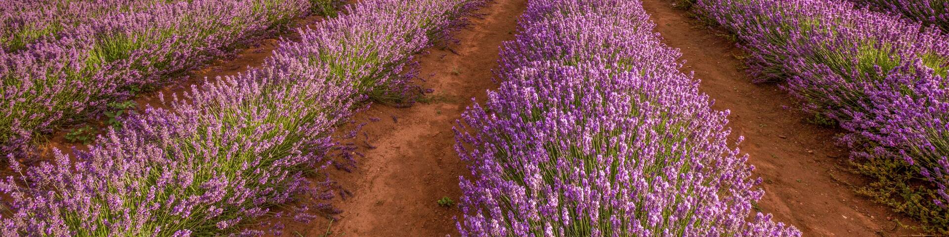 One of the most beautiful sights in Tasmania during December and January is Bridestowe Lavender Estate.