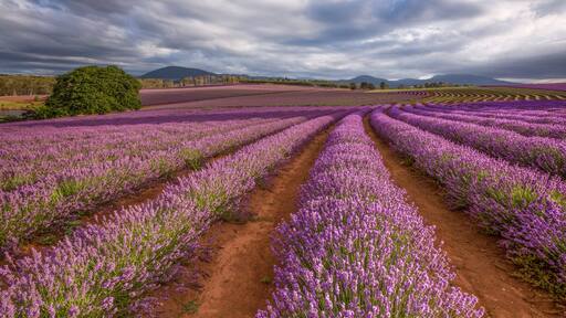 One of the most beautiful sights in Tasmania during December and January is Bridestowe Lavender Estate.