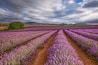 Bridestowe Lavender Estate