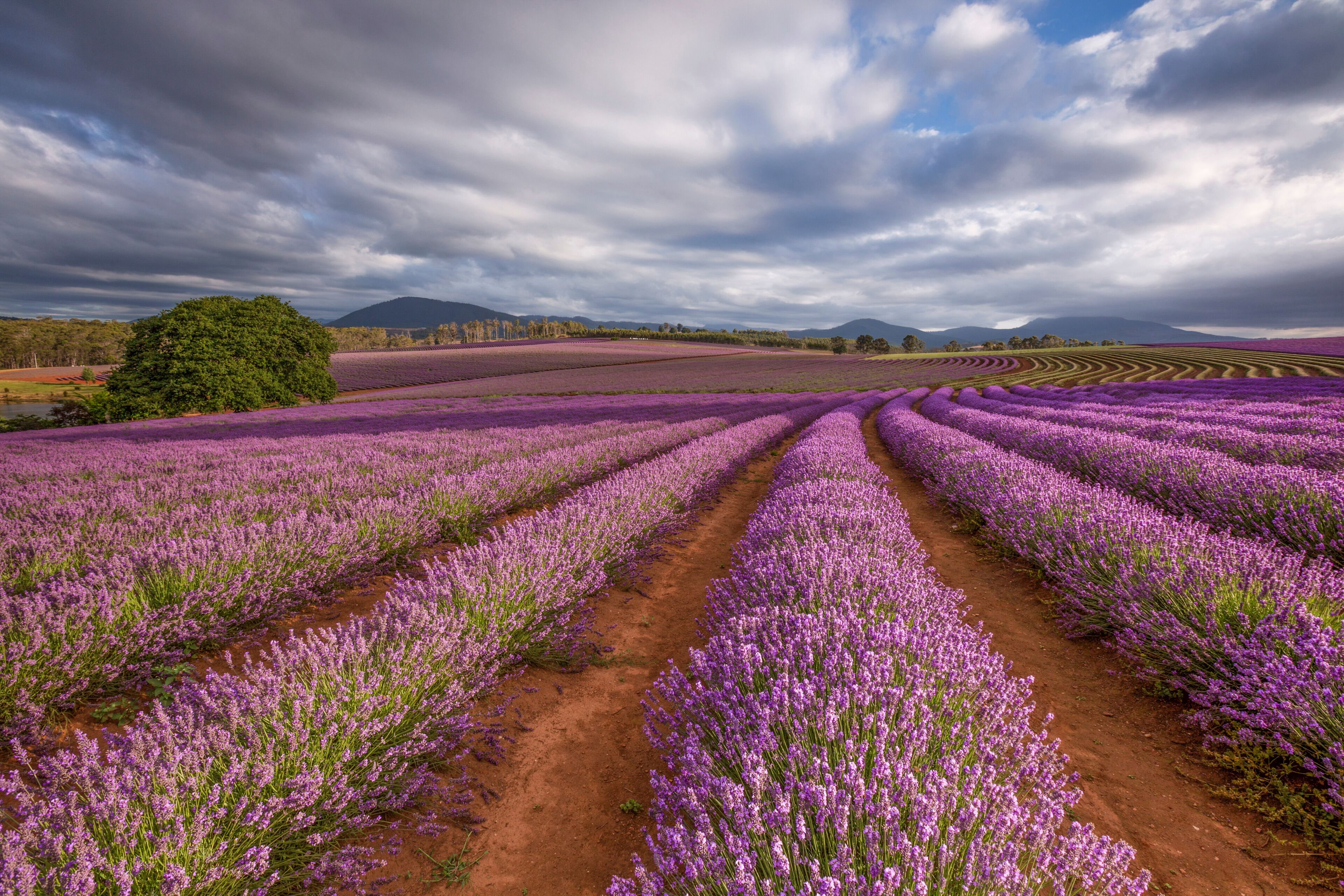 Lavender fields with a dirt path, a large tree, and mountains in the background.