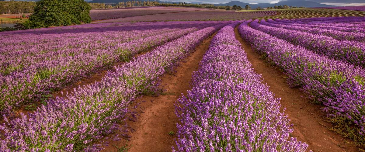 Lavender fields with a dirt path, a large tree, and mountains in the background.