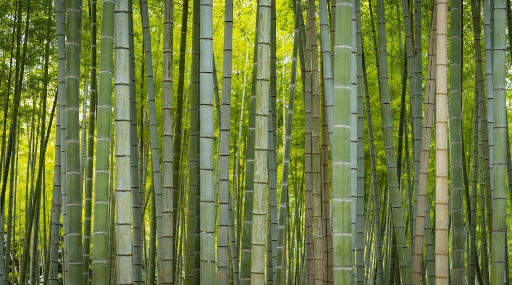Beppu Park which includes a garden