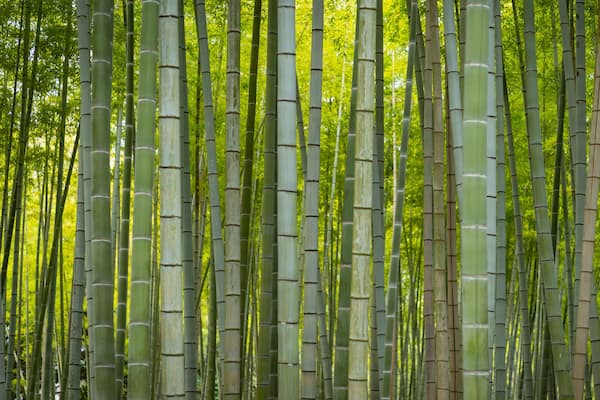 Beppu Park which includes a garden