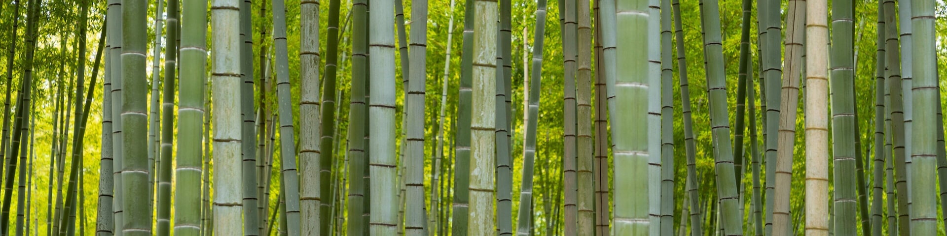 Beppu Park which includes a garden