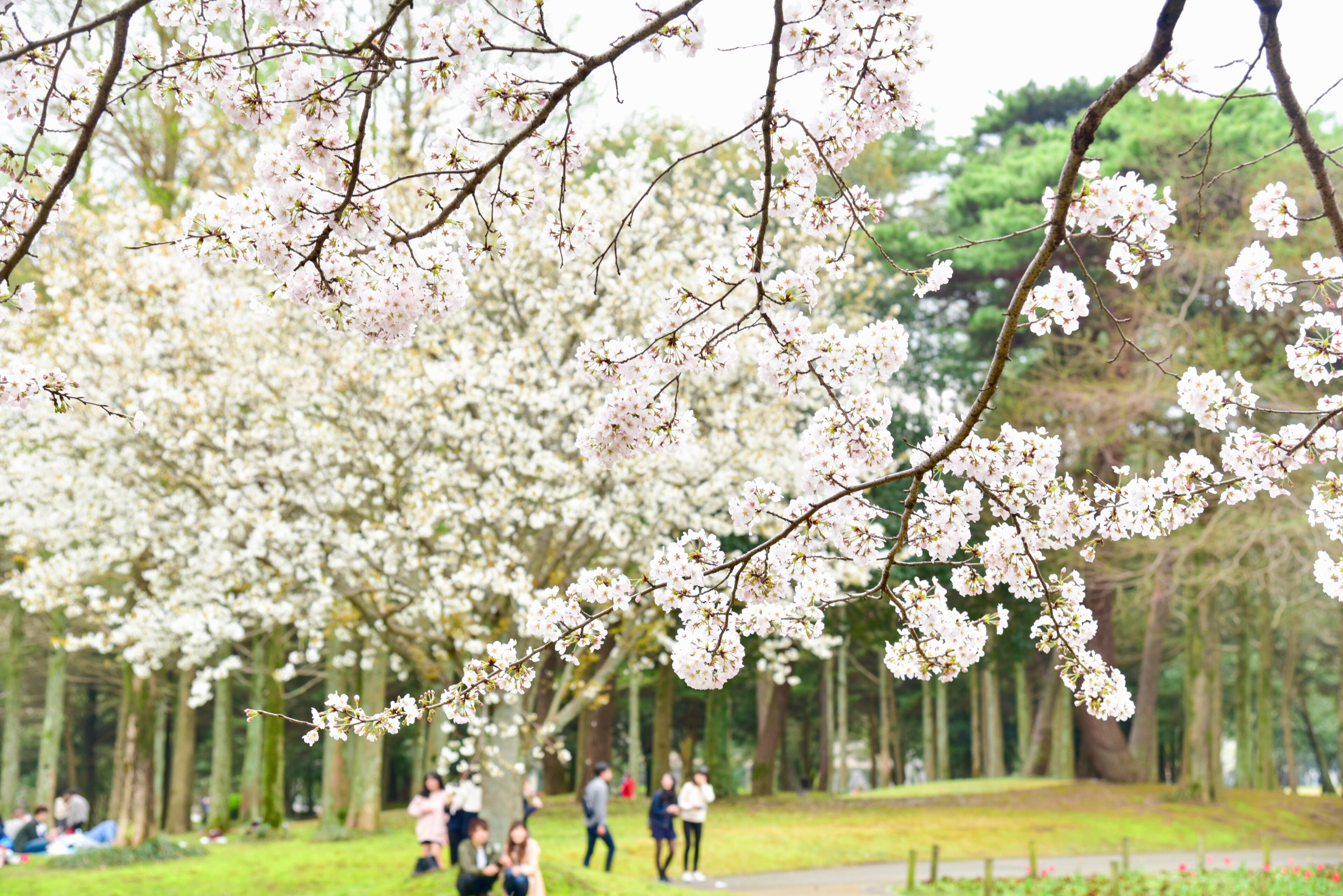 A park with cherry blossoms and people walking and sitting on the grass.