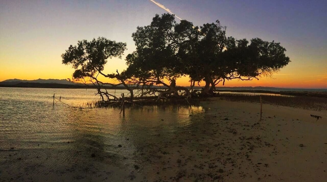 Lone tree in the red sea