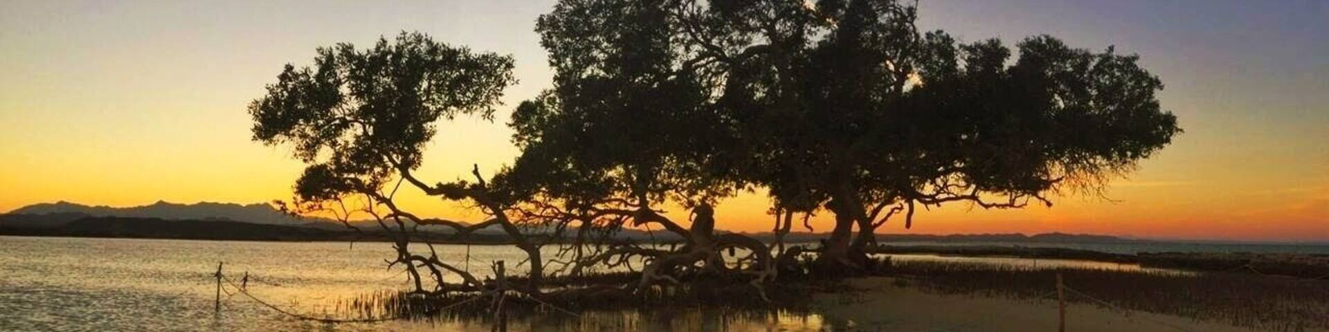 Lone tree in the red sea