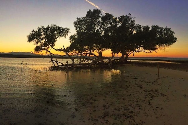 Lone tree in the red sea