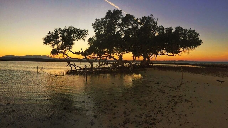 Lone tree in the red sea