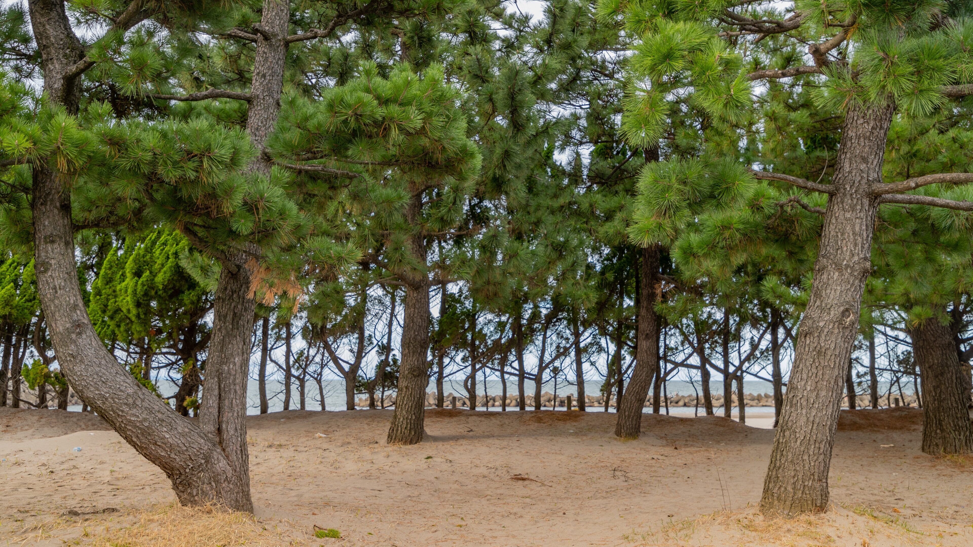 Iwase Beach featuring a sandy beach and a garden