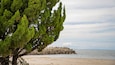 Ein Strand mit einer großen Baum und felsiger Küste.
