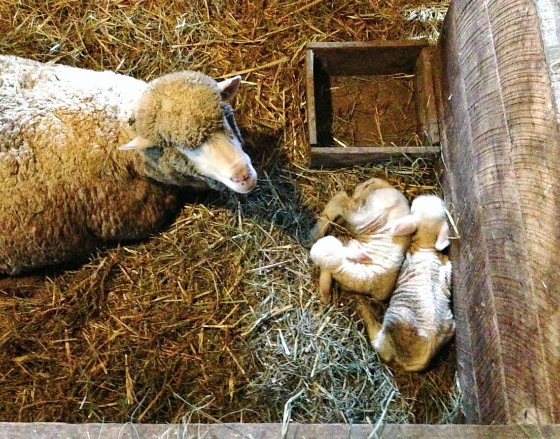Newborn sheep cuddle to keep warm at this historic 1880s farmstead, where volunteers in period costumes tend the animals, plow the fields, and cook in the kitchen. We were there last month and the kids loved it.
