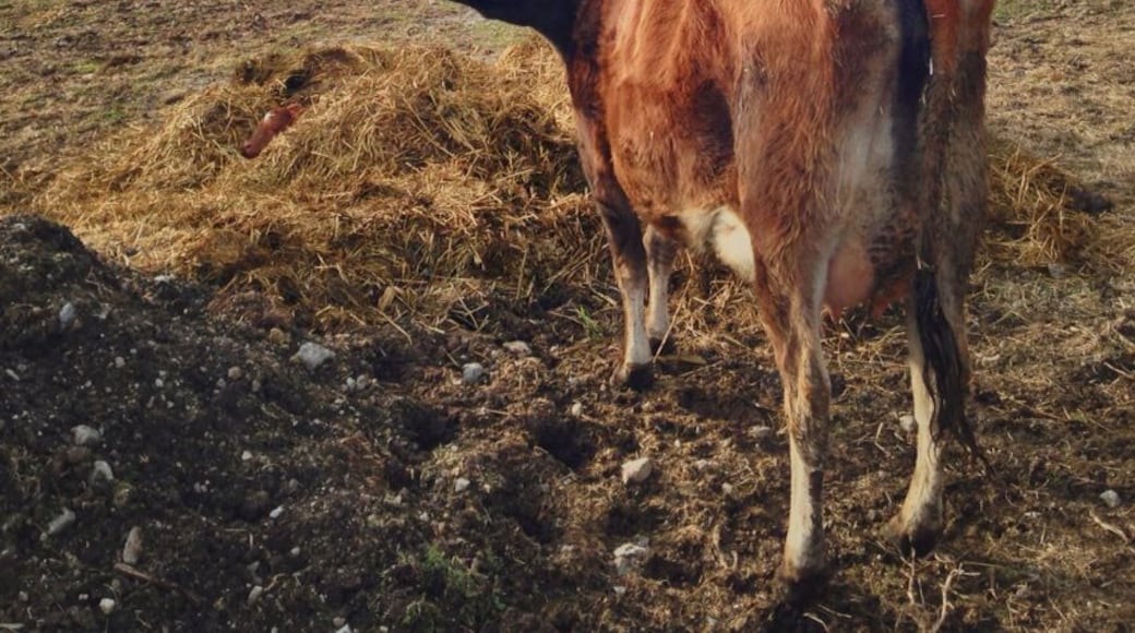 This cow was watching over her newborn calf, peaking out from the mound of straw. The kids had a lot of fun at this historic 1880s farmstead, where volunteers in period costumes tend the animals, plow the fields, and cook in the kitchen. I'll bet with all the snow on the ground right now it's also a great spot for photography.