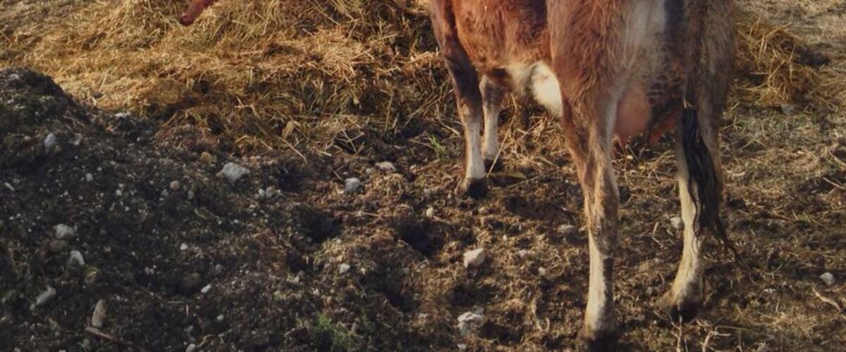 This cow was watching over her newborn calf, peaking out from the mound of straw. The kids had a lot of fun at this historic 1880s farmstead, where volunteers in period costumes tend the animals, plow the fields, and cook in the kitchen. I'll bet with all the snow on the ground right now it's also a great spot for photography.