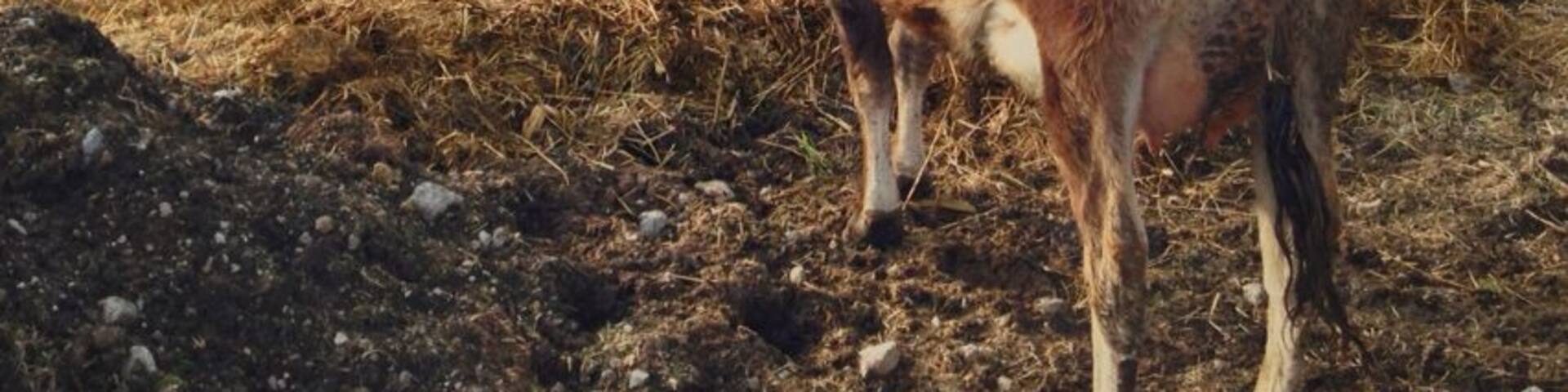 This cow was watching over her newborn calf, peaking out from the mound of straw. The kids had a lot of fun at this historic 1880s farmstead, where volunteers in period costumes tend the animals, plow the fields, and cook in the kitchen. I'll bet with all the snow on the ground right now it's also a great spot for photography.