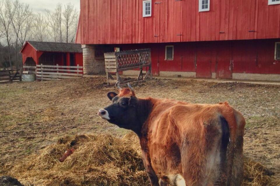 A red barn with a windmill, a cow, and a fenced area.