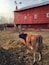 This cow was watching over her newborn calf, peaking out from the mound of straw. The kids had a lot of fun at this historic 1880s farmstead, where volunteers in period costumes tend the animals, plow the fields, and cook in the kitchen. I'll bet with all the snow on the ground right now it's also a great spot for photography.