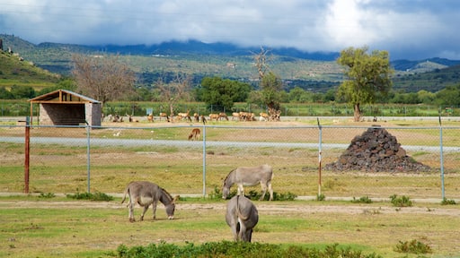 Tuzoofari Zoo