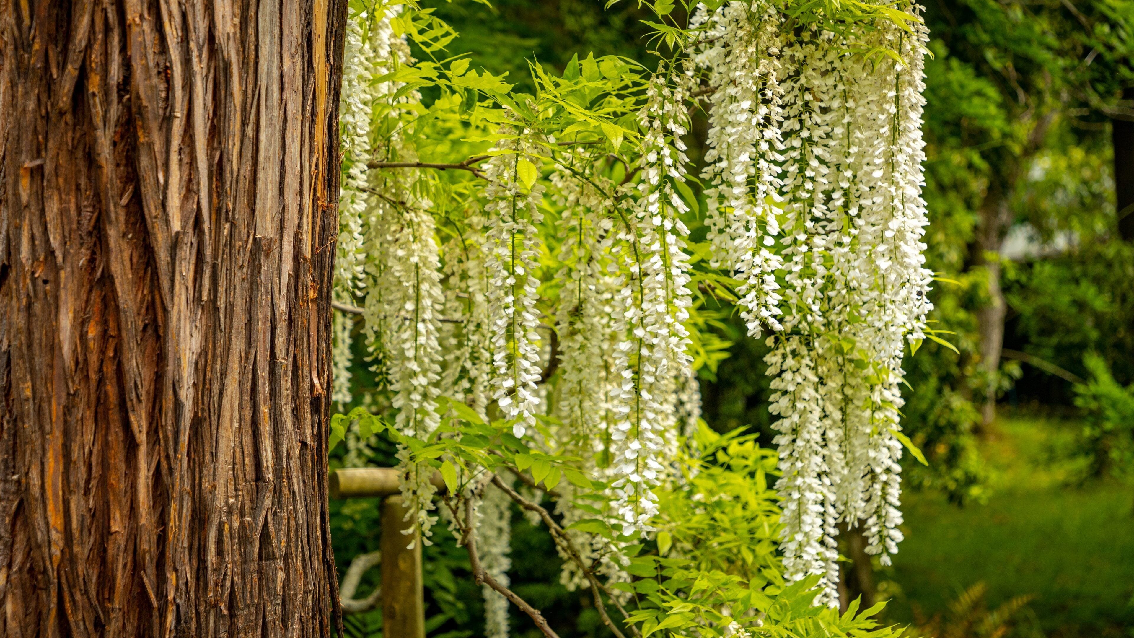 Manyo Botanical Garden featuring wildflowers