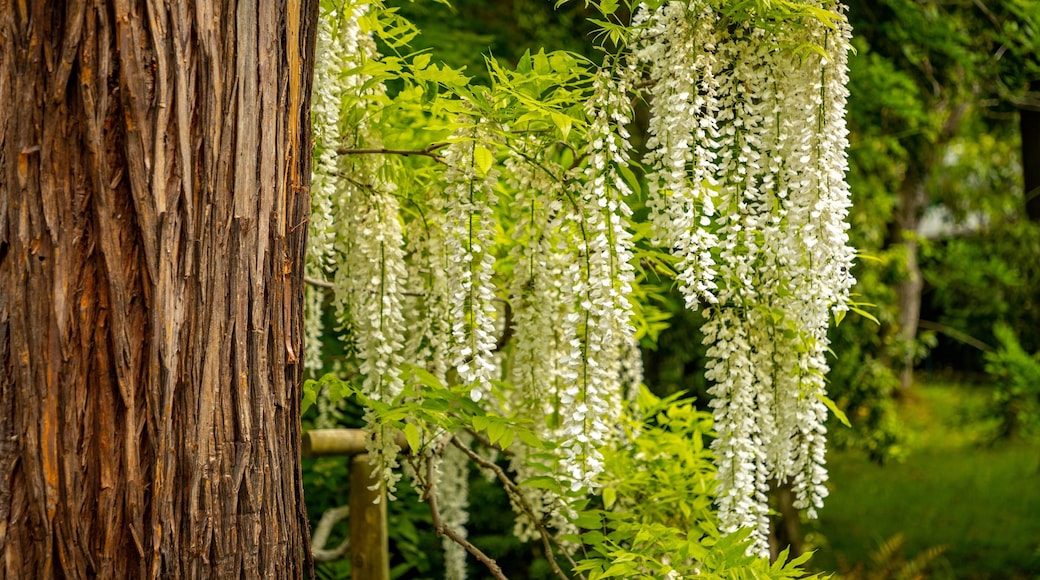 Manyo Botanical Garden featuring wildflowers