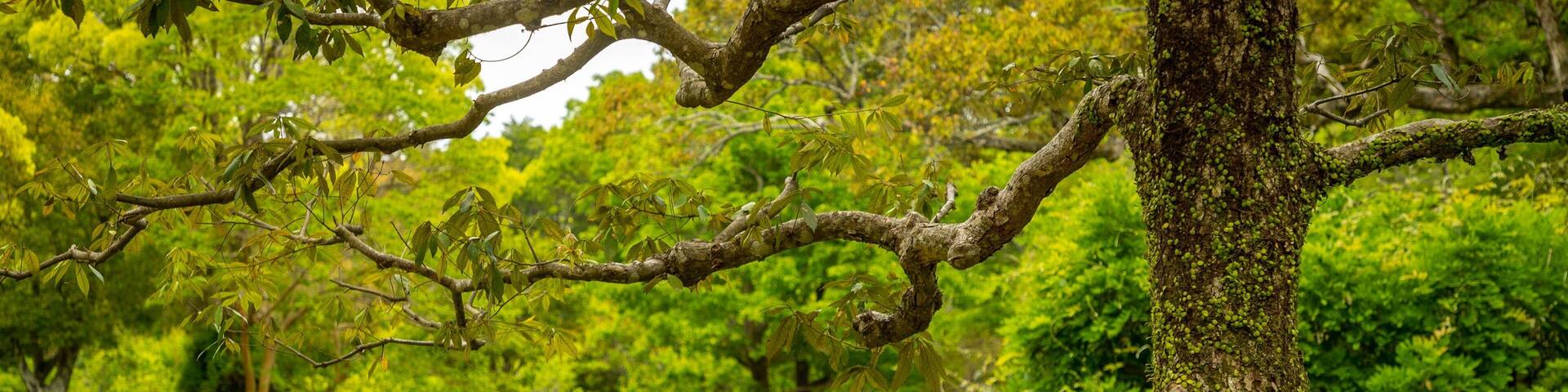 Manyo Botanical Garden showing a pond