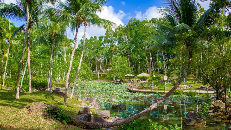 A tropical garden with a pond, palm trees, rocks, and a wooden bridge.