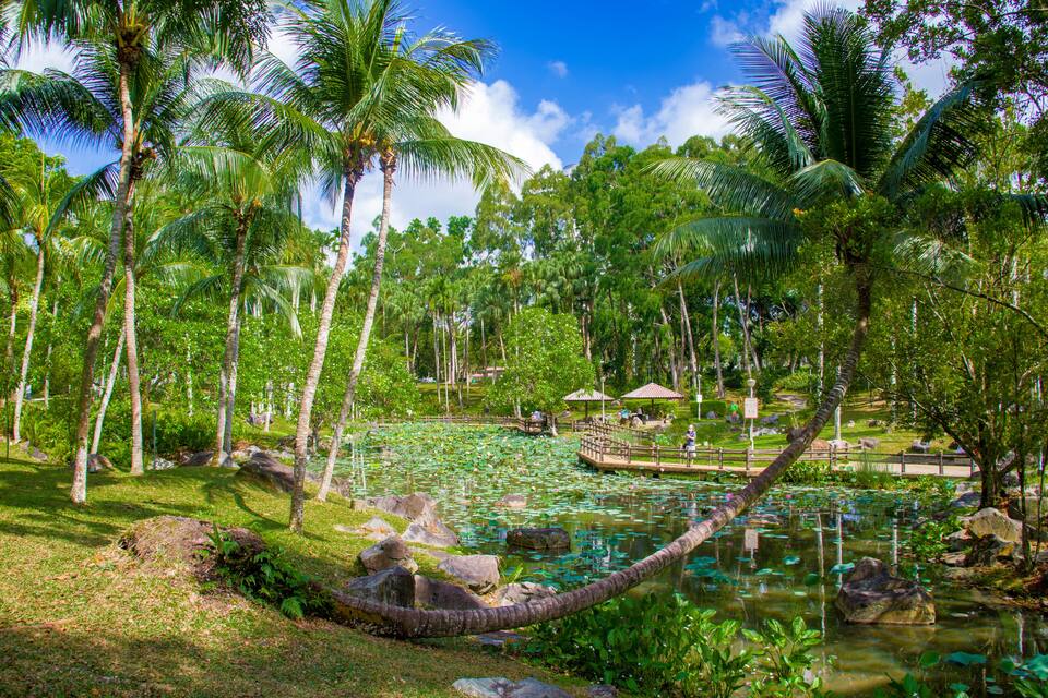 A tropical garden with a pond, palm trees, rocks, and a wooden bridge.