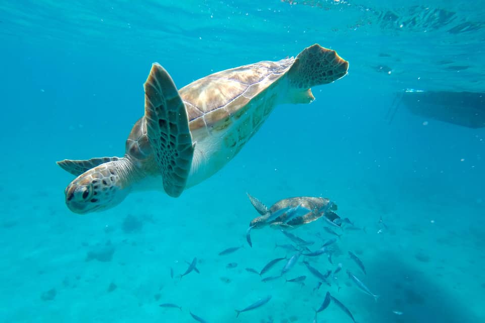 A sea turtle swimming in clear blue water with a school of fish below.