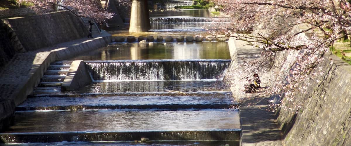 Cherry Blossom Trees and River at Shukugawa Park