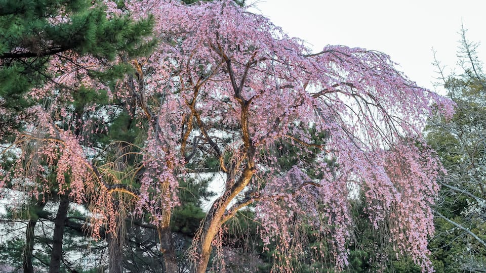 Shidarezakura(Weeping Cherry blossoms) at Tsutsujigaoka Park,Sendai,Tohoku,Japan.; Shutterstock ID 1121525978; purchase_order: SF 06557000; job: ; client: ; other: