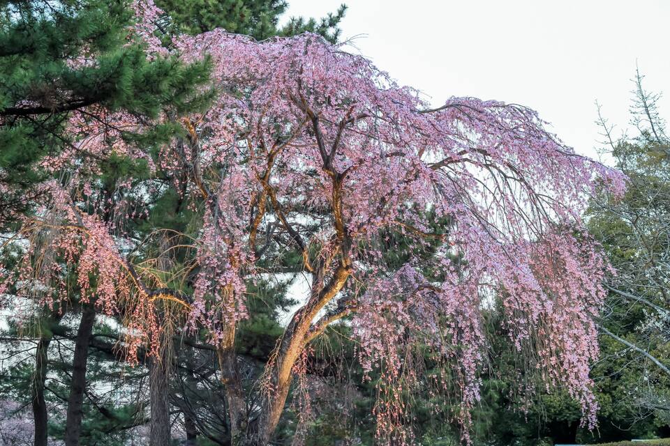 A weeping willow tree with pink blossoms.