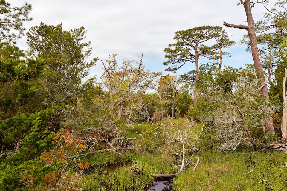 Une zone marécageuse avec de grands arbres et un petit ruisseau.