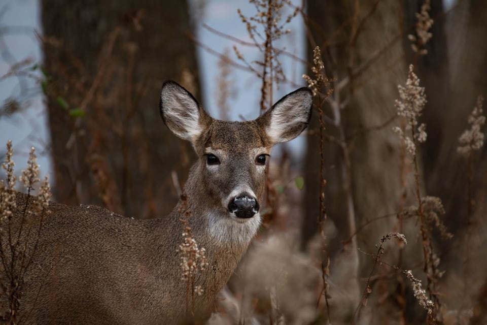 A deer in a forest with dry branches and trees.
