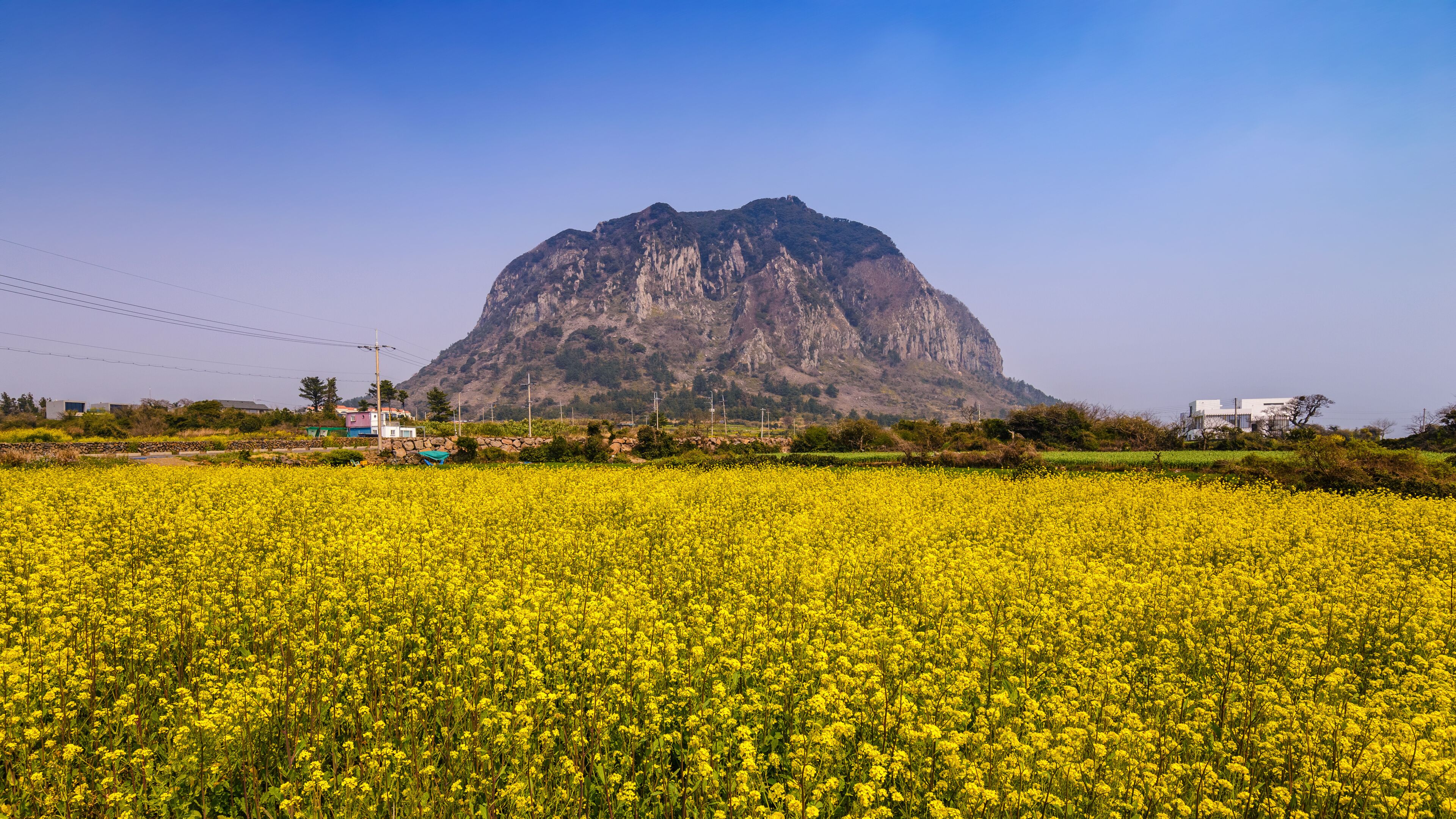 Canola field at Jeju-do Sanbangsan, Jeju, South Korea