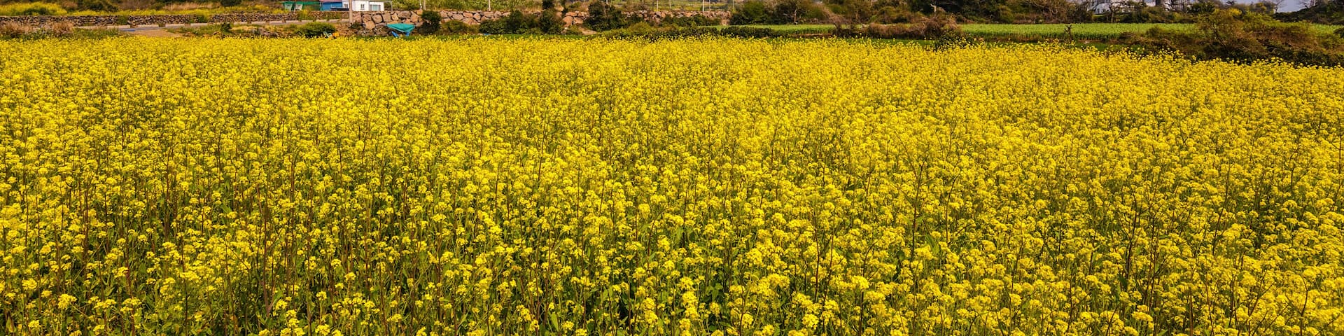 A field of yellow flowers with a mountain in the background.