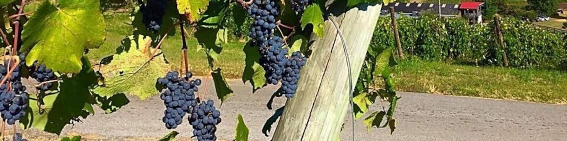 Great Virginia vineyard and winery! Bluemont has some very good wines both reds and whites. Maybe the most beautiful views from any east coast vineyard with a nearly 360 degree picturesque view of the surrounding mountains and valleys. A great place to spend the day enjoying wine, food, and the often live music. As if not enough right next store is the new Dirt Farm Brewery and across the street is a local family oriented farm market. Near Middleburg and Purceville Virginia.