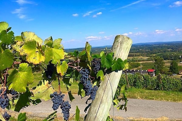 Great Virginia vineyard and winery! Bluemont has some very good wines both reds and whites. Maybe the most beautiful views from any east coast vineyard with a nearly 360 degree picturesque view of the surrounding mountains and valleys. A great place to spend the day enjoying wine, food, and the often live music. As if not enough right next store is the new Dirt Farm Brewery and across the street is a local family oriented farm market. Near Middleburg and Purceville Virginia.