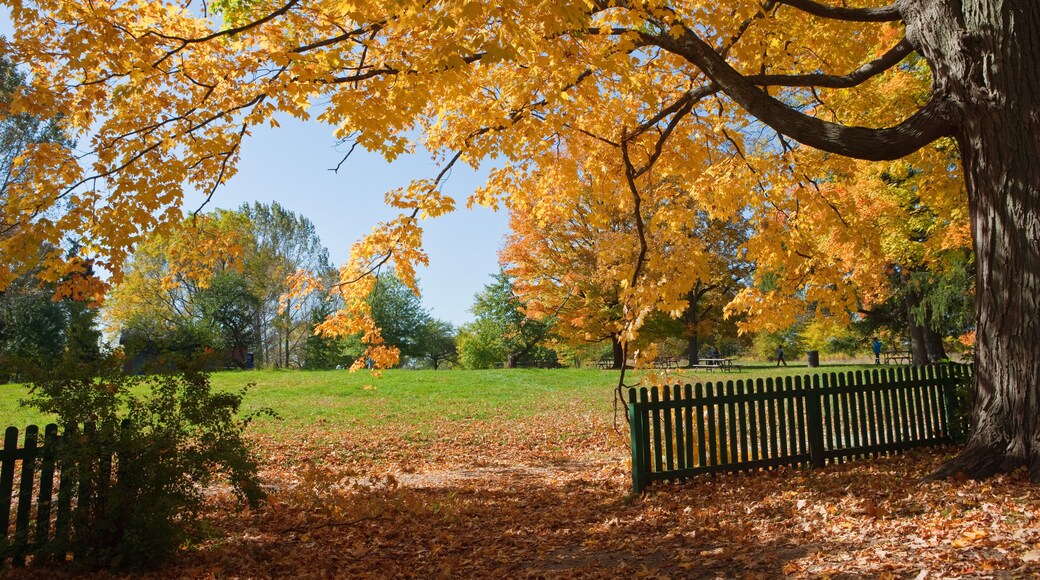 コロネーション パーク