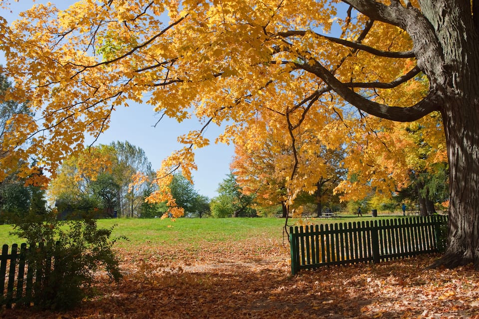 A park with yellow autumn leaves, a green bench, and a wooden fence.