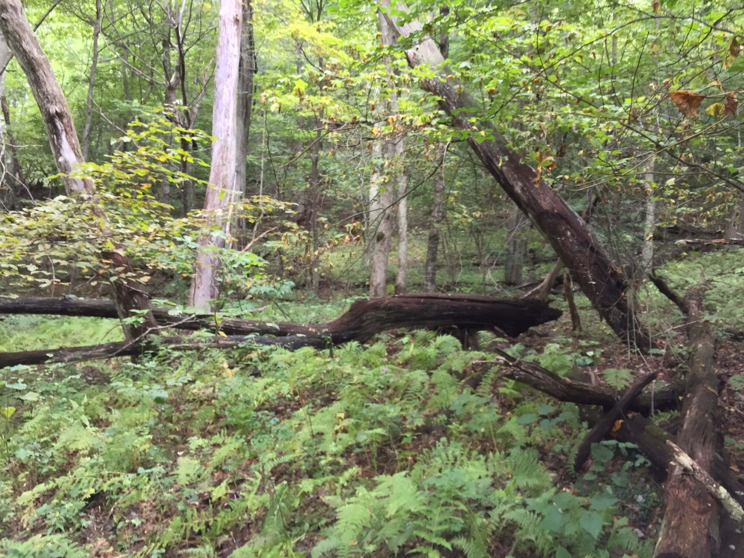 Hiking the Rapidan Camp Trail In Shenandoah National Park Sunday...