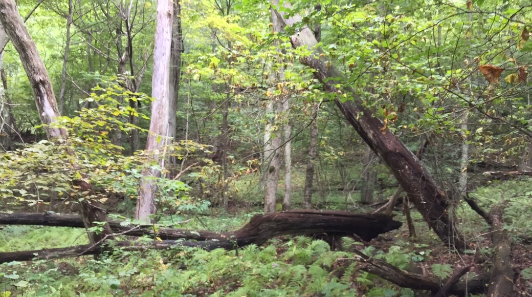 Hiking the Rapidan Camp Trail In Shenandoah National Park Sunday...