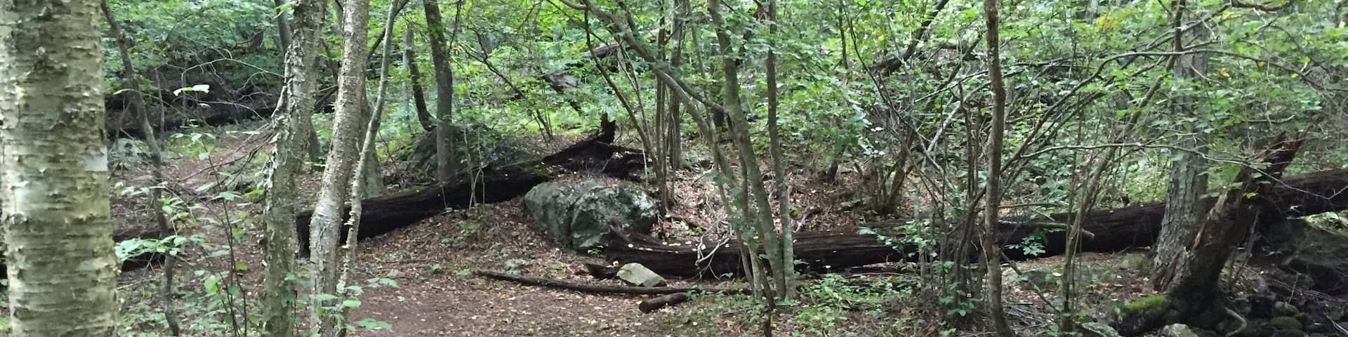 Hiking the Rapidan Camp Trail In Shenandoah National Park Sunday...