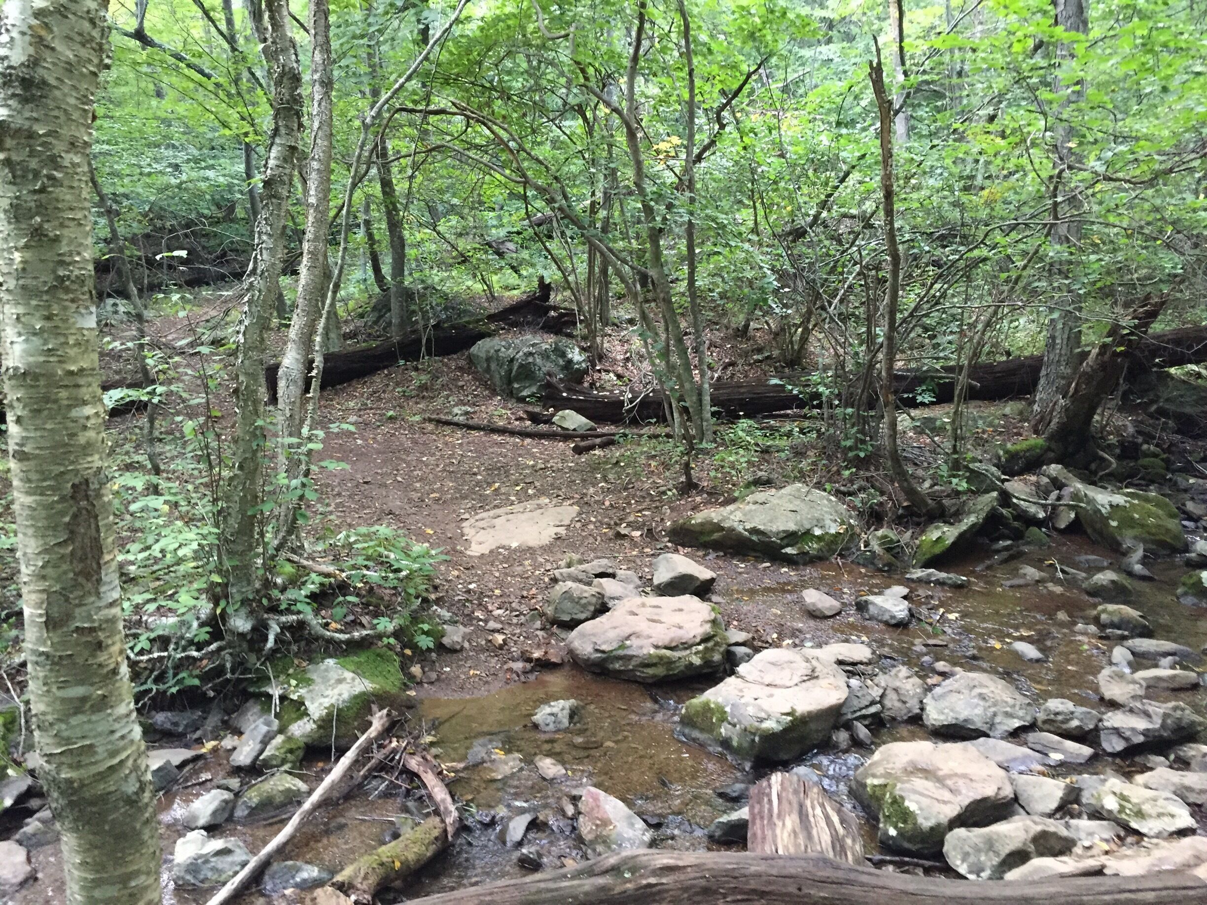 A forest stream with rocks and trees.
