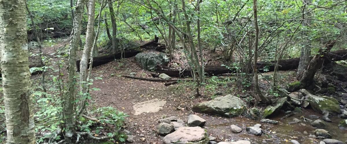 A forest stream with rocks and trees.