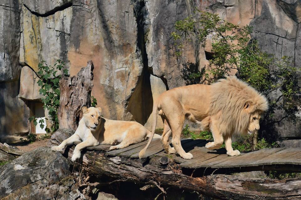 Un león y un cachorro descansando sobre una plataforma de madera, con acantilados rocosos al fondo.