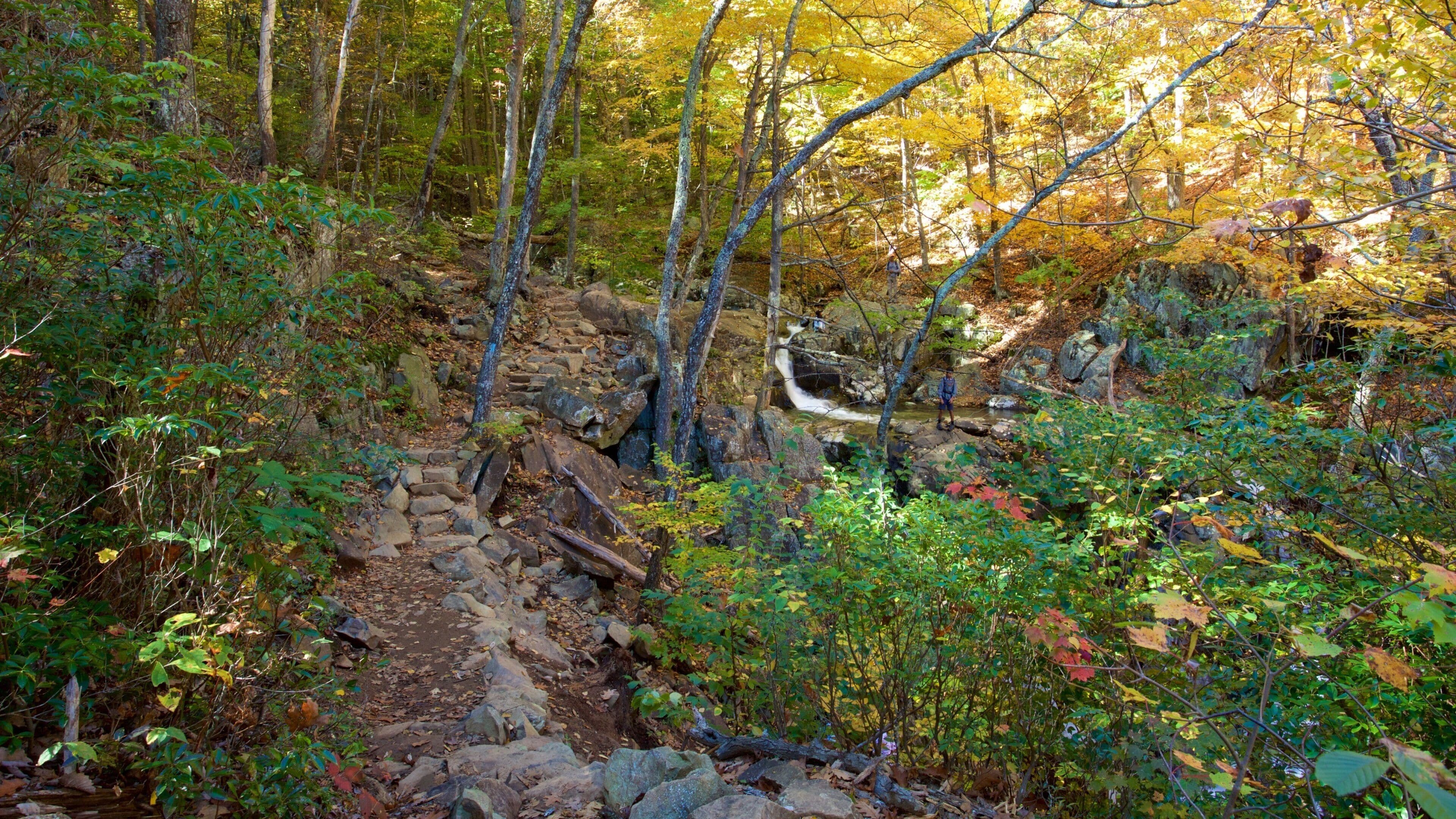 Rose River Falls showing forests