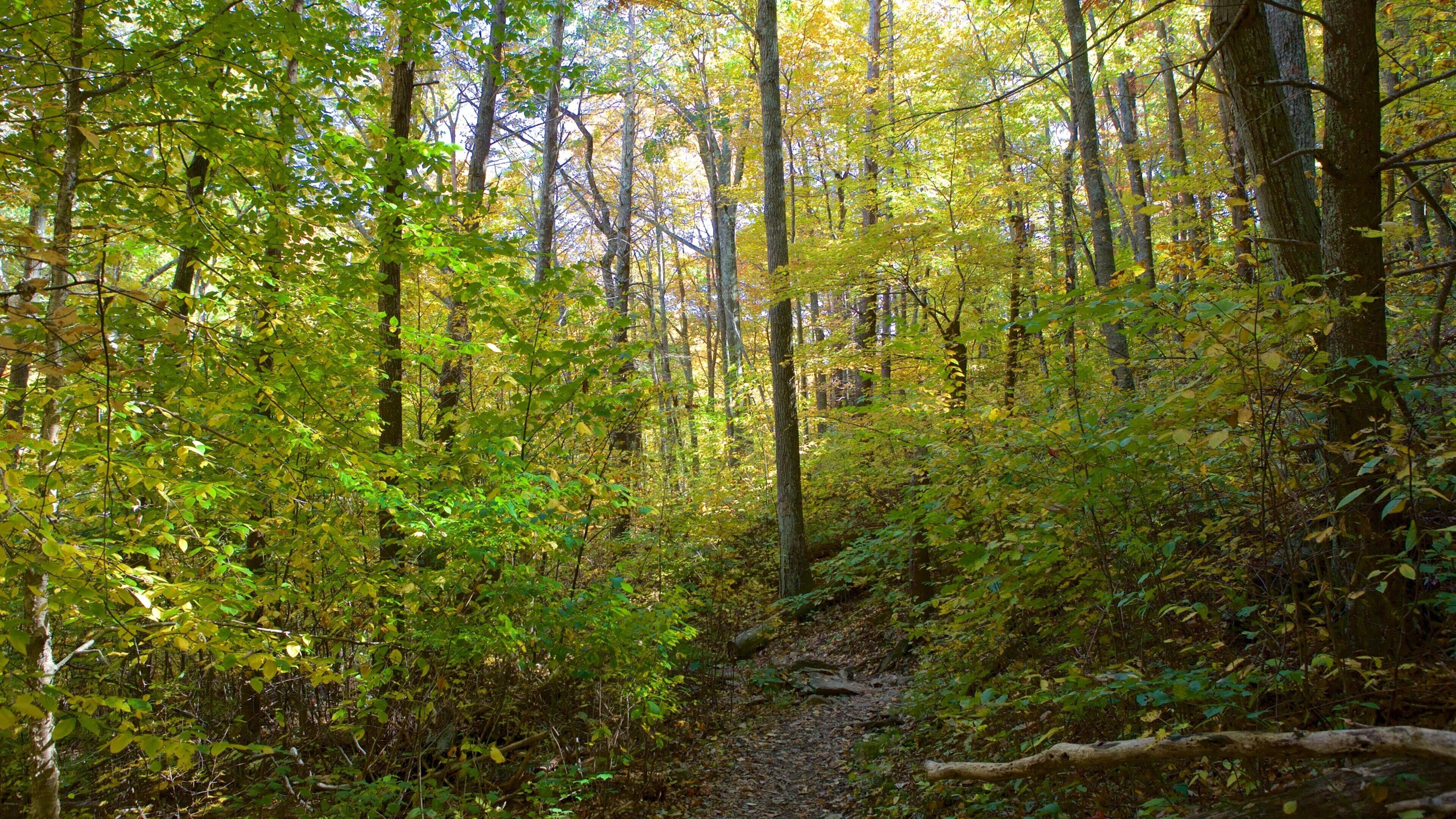 A forest with a dirt path.