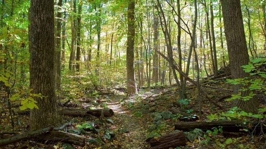 Shenandoah National Park showing forest scenes